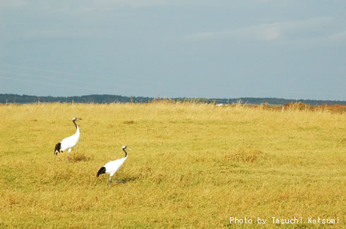 Japanese crane